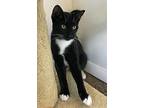 Rudy & Stormy, Domestic Shorthair For Adoption In Prescott, Arizona