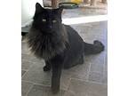 Wolfie, Domestic Mediumhair For Adoption In Prescott, Arizona