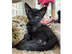 Flingaroo, Domestic Shorthair For Adoption In San Leon, Texas