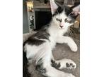 Stephen, Domestic Shorthair For Adoption In Anaheim, California