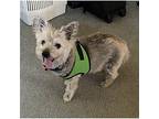 Don Diego In Ca, Cairn Terrier For Adoption In Ponte Vedra Beach, Florida