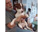 Adopt Maple a Australian Cattle Dog / Blue Heeler, Beagle