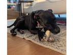 Mari (underdog), American Staffordshire Terrier For Adoption In New Orleans