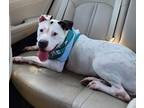 Candy, American Pit Bull Terrier For Adoption In Chesapeake, Virginia