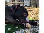 Dunkin, American Pit Bull Terrier For Adoption In Chesapeake, Virginia