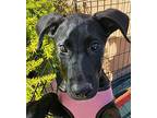 Zara, Labrador Retriever For Adoption In Lafayette, California