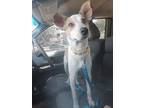 Queso, Jack Russell Terrier For Adoption In Seattle, Washington