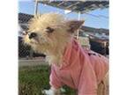 River In Ca, Westie, West Highland White Terrier For Adoption In Ponte Vedra