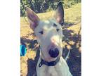 Bones, Bull Terrier For Adoption In Killeen, Texas