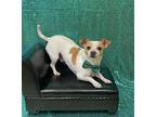 Jack, Jack Russell Terrier For Adoption In Phoenix, Arizona