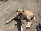 Paris, American Pit Bull Terrier For Adoption In Pittsburgh, Pennsylvania