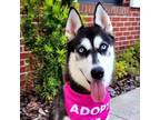 Adopt Juni a Siberian Husky