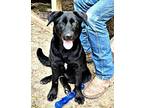 Kona, Labrador Retriever For Adoption In Godley, Texas