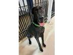 Adopt Isabelle a Great Dane