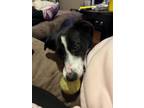 Adopt Bru a Border Collie