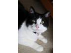 Adopt Mike & Mindy a Domestic Short Hair, Tuxedo