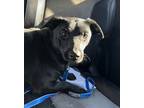 Adopt Nicole (TX) a Black Labrador Retriever