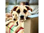 Adopt Shilo aka halena a Australian Cattle Dog / Blue Heeler, Mastiff