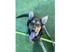 Adopt Annette a German Shepherd Dog, Mixed Breed