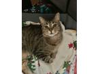 Adopt Lily a Tabby, Domestic Short Hair