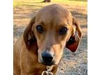 Adopt Francis a Hound, Redbone Coonhound