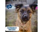 Adopt Milly a Mixed Breed
