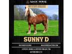 Sunny D~Super Gentle*Family Friendly Ranch/Trail Haflinger Gelding~