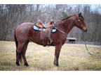 Big Stout Bay Roan Ranch Horse, Been Working Cattle, Roping, Trail Riding