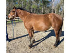 Sweet bay mare