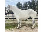 Big grey Percheron