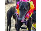 Adopt Yoppi (Yoppi Allen) a Greyhound