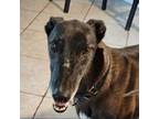 Adopt Jane a Greyhound