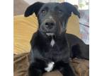 Adopt Beam a German Shepherd Dog, Labrador Retriever