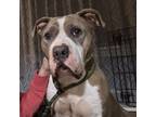 Adopt Lexi a Pit Bull Terrier