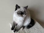 Seal Points Exotic Shorthair
