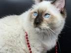 Ragdoll Male Cat Bruno