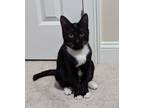 Adopt Lucille a Domestic Short Hair