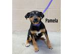 Adopt Pamela a Hound