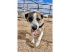 Adopt Bella a Anatolian Shepherd