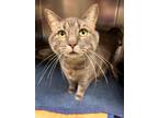 Adopt Wednesday a Domestic Short Hair