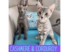 Adopt Cashmere & Corduroy *BONDED PAIR* a Domestic Short Hair