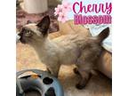 Adopt Cherry Blossom *Manx Siamese* a Siamese, Manx