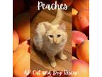 Adopt Peaches a Domestic Long Hair