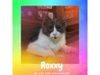 Adopt Roxxy a Domestic Long Hair