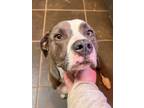 Adopt Ruby a Pit Bull Terrier