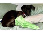 Adopt KAYLA a Labrador Retriever, Mixed Breed