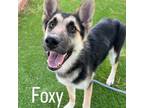 Adopt Foxy A2102571 a German Shepherd Dog