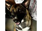 Adopt Heather a German Shepherd Dog