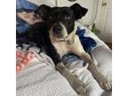 Adopt Tootie a Rat Terrier