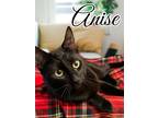 Adopt Anise a Domestic Short Hair, Bombay